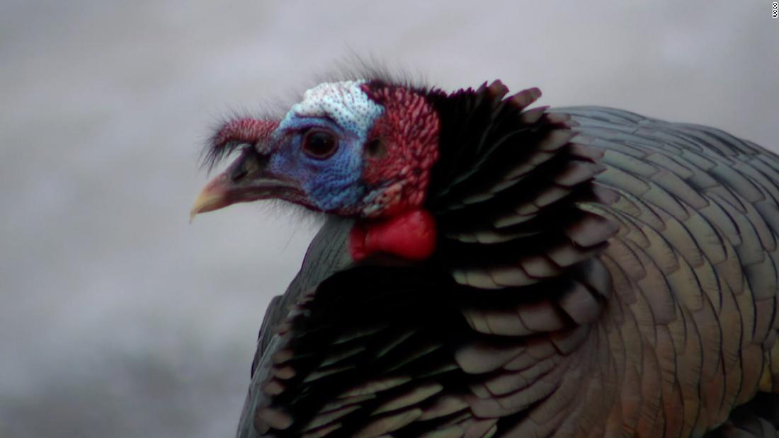 Neighbors claim terrorizing turkey is 'literally taking over our life'