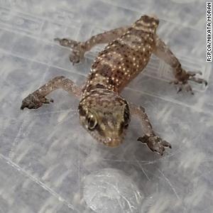 Stowaway gecko survives 3,000-mile voyage from Egypt to Manchester in a box of strawberries