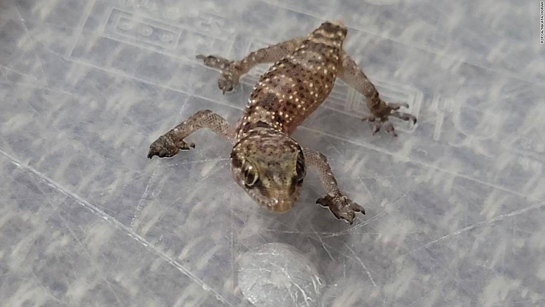 Stowaway gecko survives 3,000-mile voyage from Egypt to Manchester in a box of strawberries