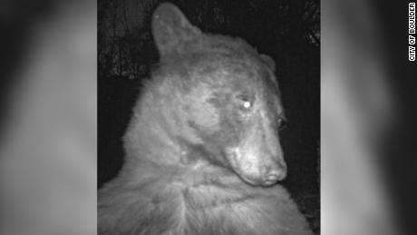 A black bear inadvertently took hundreds of &quot;bear selfies&quot; on a Boulder Open Space and Mountain Parks wildlife camera.