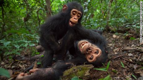Does having a teen feel like living with a chimpanzee? You may not be far off, study shows 