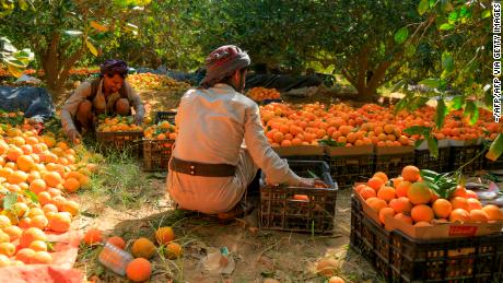 Yemeni farmers stack freshly picked oranges into crates during harvest season in a field on the outskirts of Yemen&#39;s northeastern city of Marib, on January 29. 