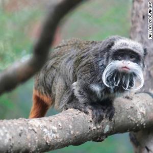 Dallas Zoo's missing tamarin monkeys found in abandoned home's closet, police say