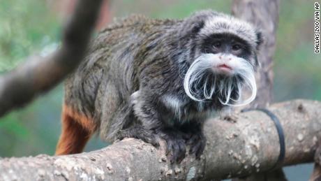A photo provided by the Dallas Zoo shows one of the zoo&#39;s emperor tamarin monkeys.