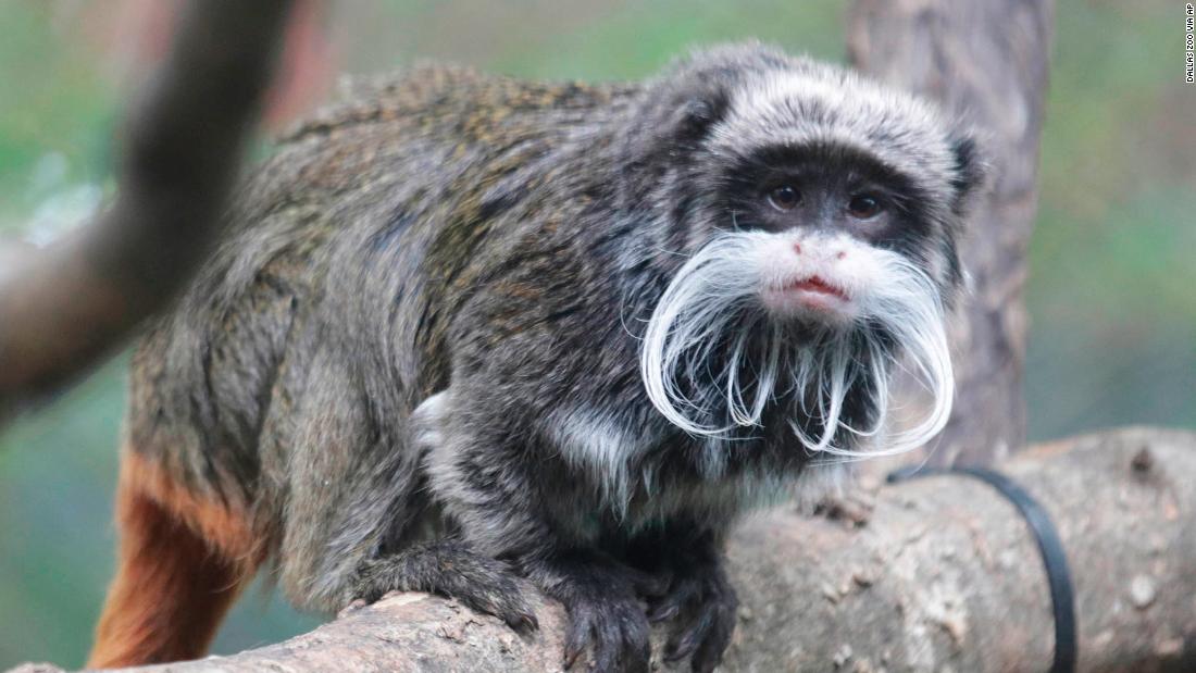 Dallas Zoo's missing tamarin monkeys have been found in a closet, and  investigators still want to find a certain man, police say | CNN