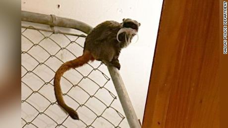 Dallas Zoo&#39;s missing tamarin monkeys have been found in a closet of an abandoned home. Here&#39;s what we know