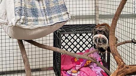 The emperor tamarin monkeys that disappeared from the Dallas Zoo earlier this week but were recovered by police Tuesday are healthy, the zoo said.