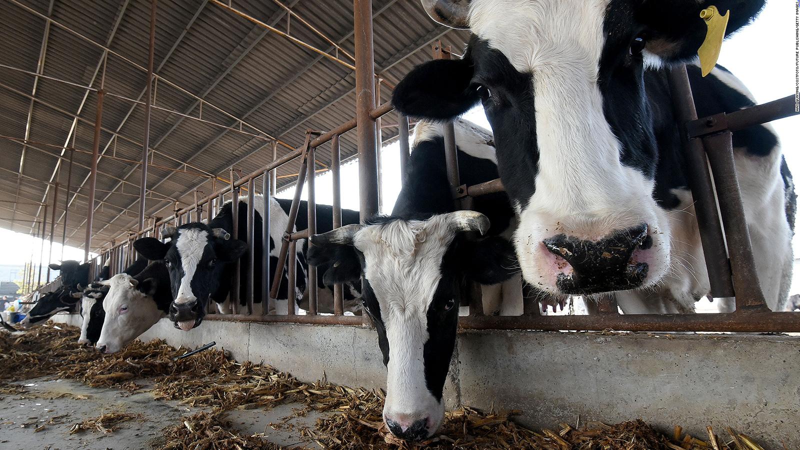 China says it successfully cloned 3 highly productive 'super cows' CNN