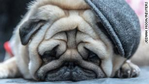 A Pug sleeps during the American Kennel Club&#39;s (AKC) Meet the Breeds event in New York, U.S., January 29, 2023. REUTERS/Jeenah Moon TPX IMAGES OF THE DAY 