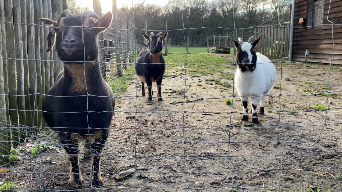 Acusan a exdirector de zoológico en México de cocinar a cuatro cabras ...