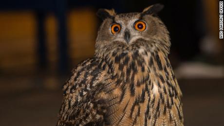 Flaco, the Eurasian eagle-owl, who has escaped from Central Park Zoo in New York