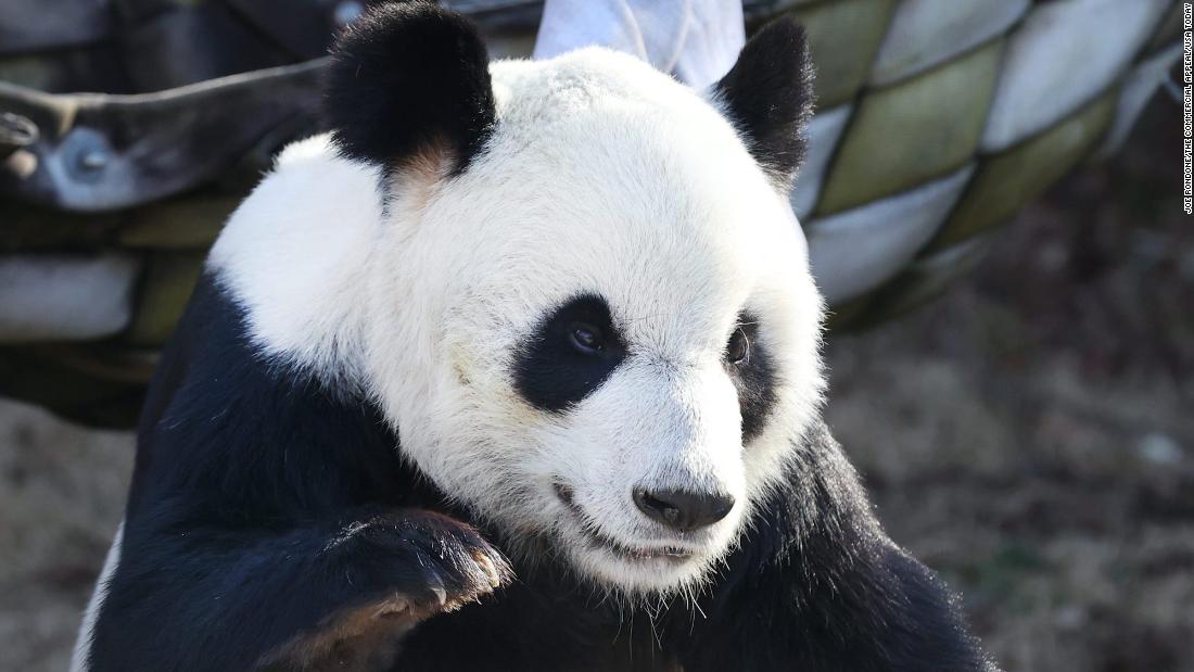 24-year-old giant panda Le Le dies at Memphis Zoo