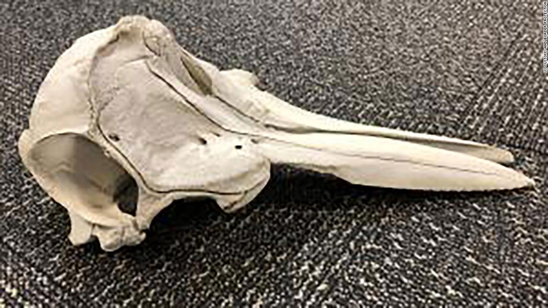 US authorities found young dolphin's skull inside unattended bag at a Detroit airport