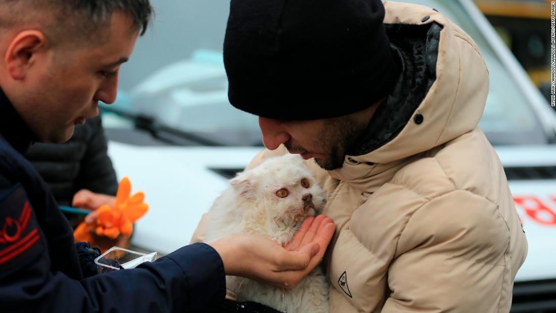 A cat is tended to after being rescued from the rubble in Diyarbakir.