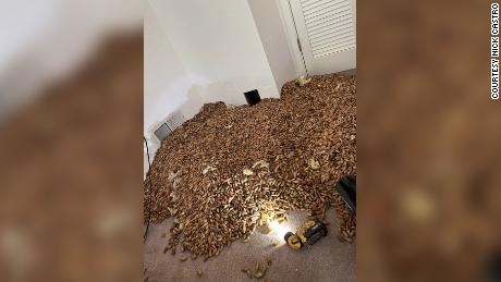 700 pounds of acorns found stuffed by woodpeckers inside walls of California home