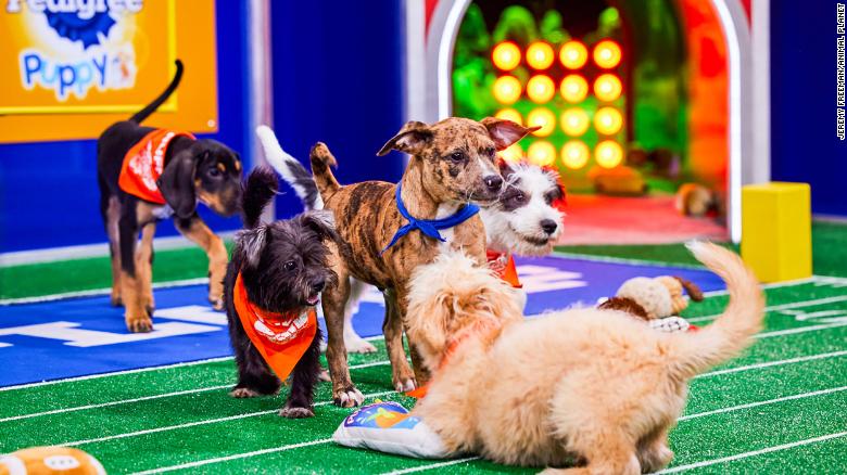 Puppy Bowl referee says dogs with special needs are participating this year