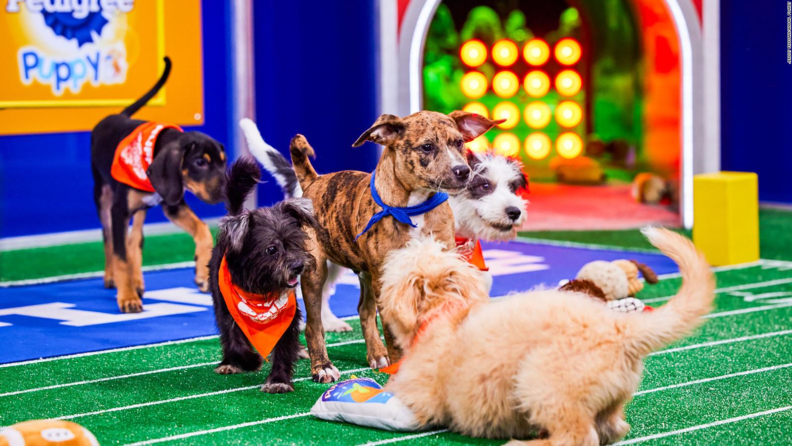 Puppy Bowl 2023: Time, dog lineup, and what to know - CNN