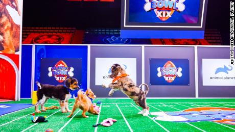 Puppy Bowl helps pups find their 'furever' homes - CNN