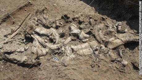 Fossil hippo skeleton and stone tools are shown in July 2016 at the Nyayanga site in Kenya.