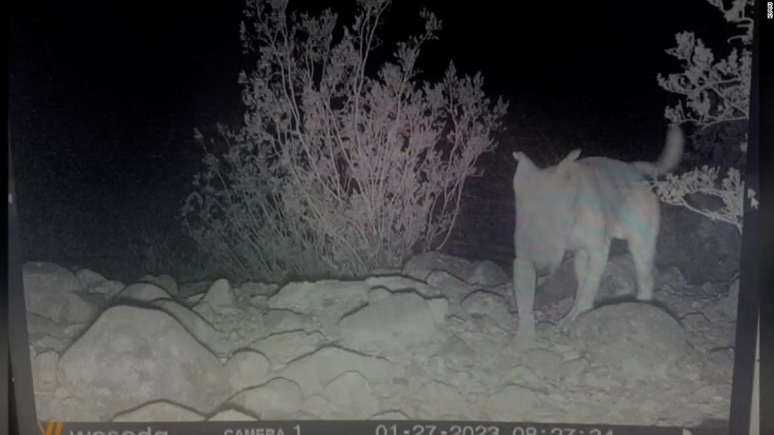 Dog abandoned in desert found living with coyote pack