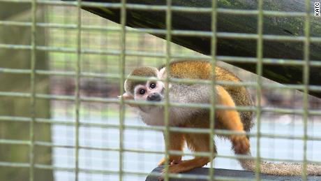 A man was arrested in the theft of 12 squirrel monkeys from a zoo in Broussard, Louisiana.