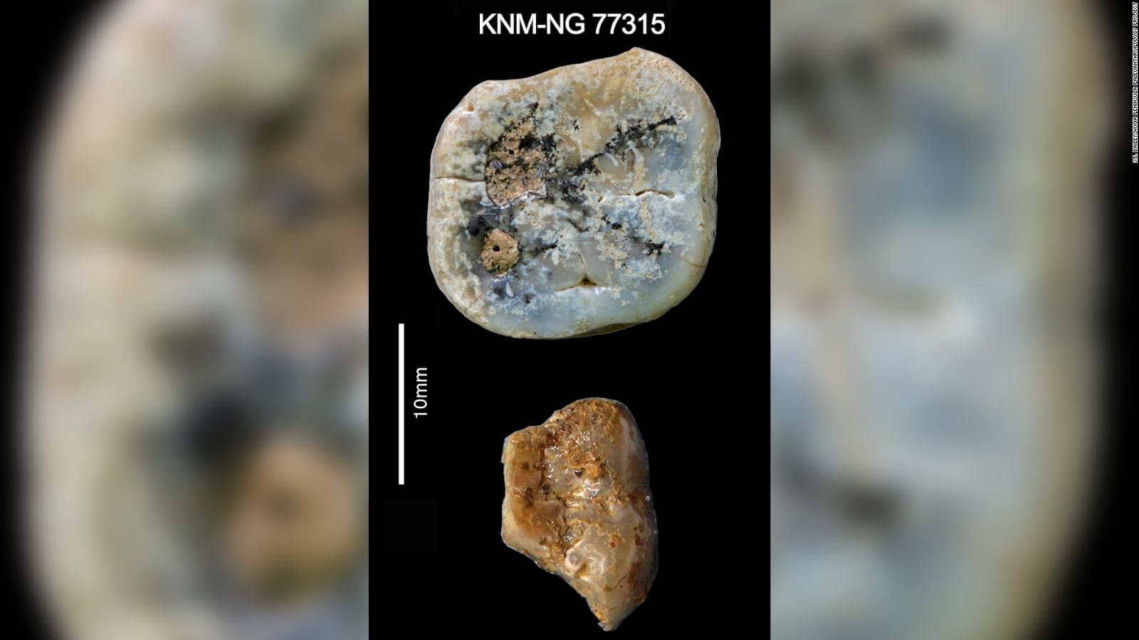 who-made-the-first-stone-tools-discovery-sheds-light-on-mystery-cnn