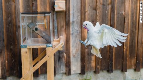Goffin&#39;s cockatoos are the latest to join a short list of animals to use a tool set to solve problems.