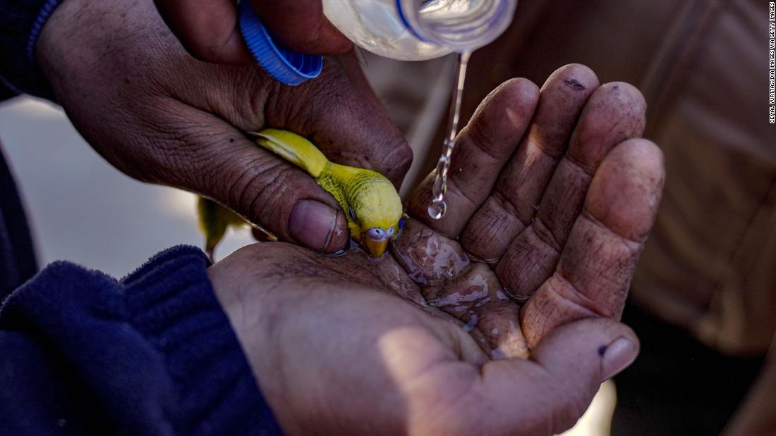 A bird pulled from the rubble in Hatay is given water on February 9.