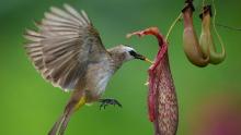 A yellow-vented Bulbul eating worm from Nepenthes on the outskirt of Melaka town, Malaysia, Tuesday, Feb. 7, 2023. (AP Photo/Vincent Thian)