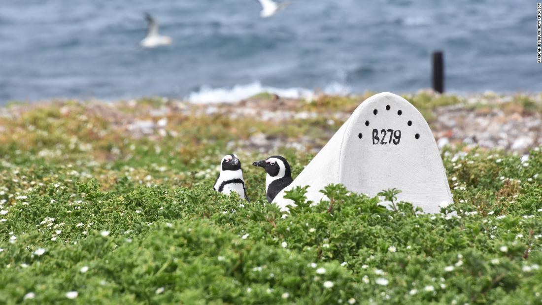 Hundreds of little white ceramic homes are popping up along the shores of penguin colonies in South Africa. Built by conservationists, they serve as artificial nests for the African penguin.