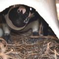African Penguin Nest Project  2