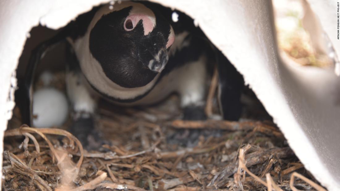 The nests are designed to give penguins a safe and cool place to lay their eggs and raise their chicks. 