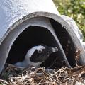 African Penguin Nest Project 10
