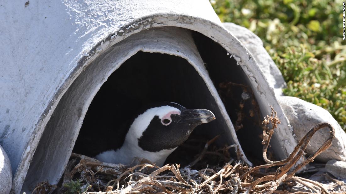 Graham believes they will need to deploy at least 6,000 homes in total to protect penguins nesting in exposed areas. &quot;The goal is that every penguin that needs a nest will get one,&quot; he says.