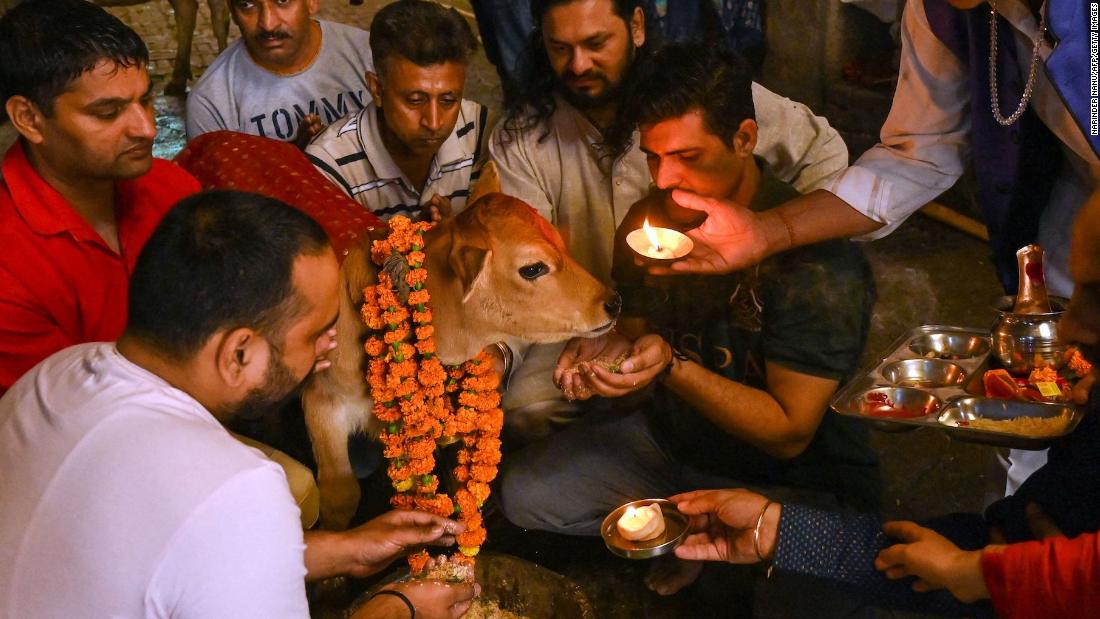 'Cow Hug Day': How India's attempt to rebrand Valentine's Day backfired