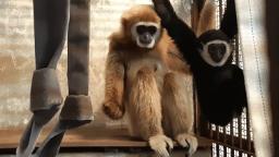 230210101645 gibbon momo hp video Japanese zookeepers finally know how Momo the gibbon who lived alone had a baby