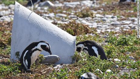 Conservationists are building ceramic nests to help endangered penguins
