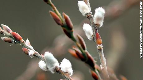 Some pussy willow buds have already opened at Arnold Arboretum in Boston.