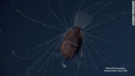 A tiny male anglerfish clings to the larger female fish&#39;s belly. Once a male locates a female, he latches on with pincerlike teeth. 