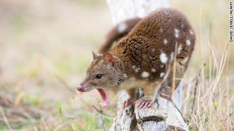 Male northern quolls are so sex-crazed that scientists believe they die of exhaustion.
