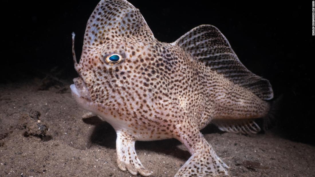 It took French photographer Nicolas Remy three days to capture this image of the elusive spotted handfish in Tasmania&#39;s Derwent River. Critically endangered, the handfish &quot;walks&quot; using its pectoral fins and attracts its prey with the fluffy lure above its mouth. The photo took first place in the 11th annual Ocean Art 2022, showcasing the world&#39;s best underwater photography. &lt;strong&gt;&lt;em&gt;Look through the gallery for more winning images from the competition.&lt;/em&gt;&lt;/strong&gt;