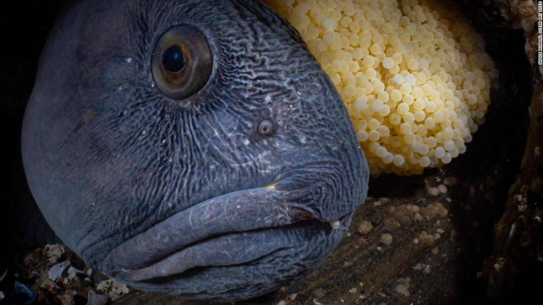 This male Atlantic Wolfish from Norway is protecting its partner&#39;s eggs until spring. The photo by Galice Hoarau won first prize in the Marine Life Behavior category.