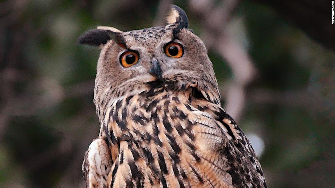 Escaped zoo owl learns to hunt in Central Park