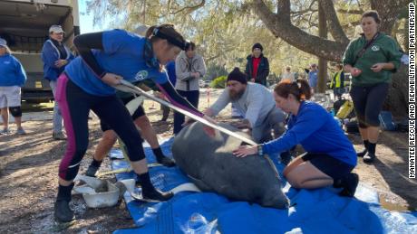 Wildlife rehabilitators prepare to release a manatee into Florida&#39;s Blue Spring State Park on Monday, February 13.