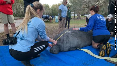A total of 12 manatees, many of them rescued as orphaned calves, were released into the wild on Monday.