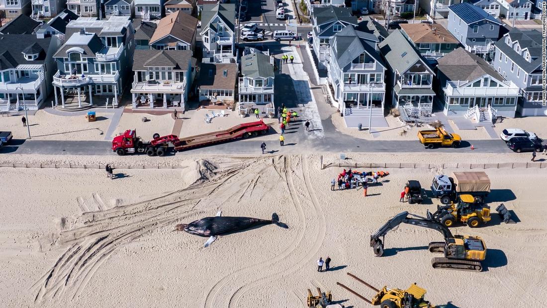 A humpback whale was struck by a ship and washed ashore in New Jersey