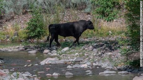 A feral bull is seen along the Gila River in the Gila Wilderness in southwestern New Mexico, on July 25, 2020.