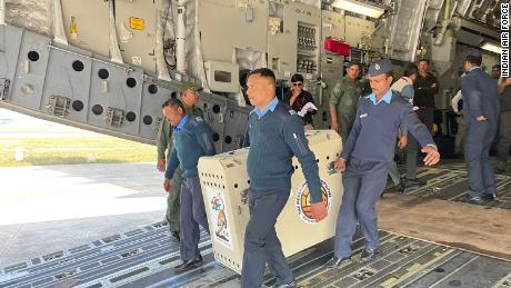 Twelve cheetahs landed in India from South Africa on Saturday in a bid to revive the species.