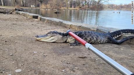 Workers from the New York City Department of Parks got a scaly surprise on Sunday when they discovered and rescued an alligator in a Brooklyn park, according to the department.