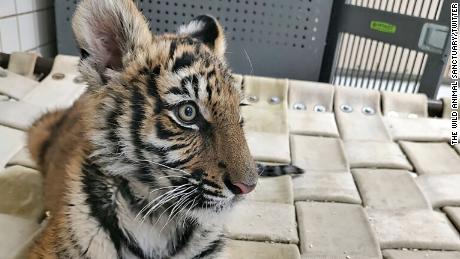 A Bengal tiger cub named &quot;Duke&quot; was recovered by police during shooting investigation in New Mexico and found a new home at a Colorado animal sanctuary. 